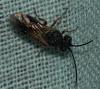 Chelonus sp.